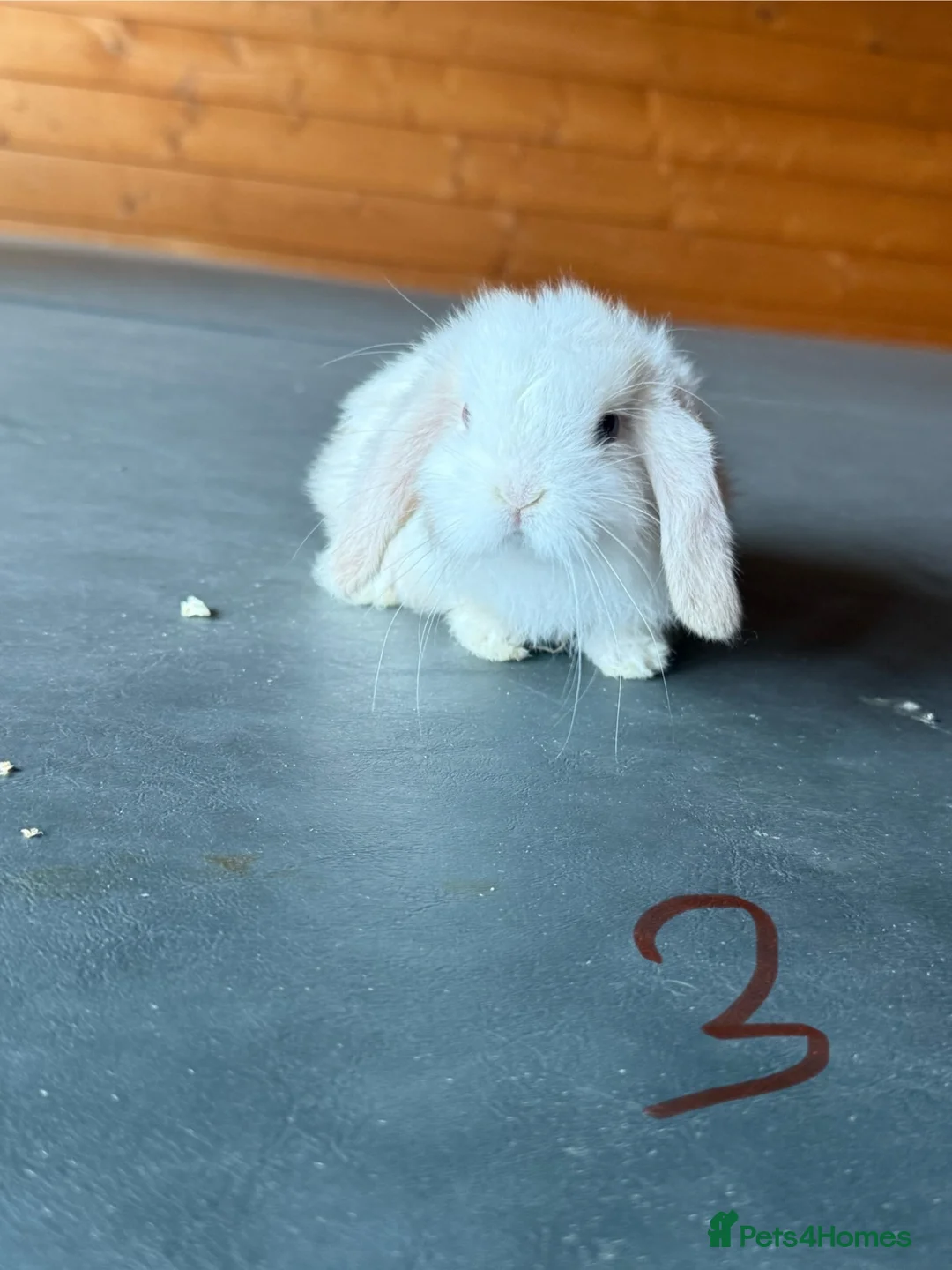 Mini Lop rabbits for sale: Lovely mini lops looking for a new home  - Advert 3