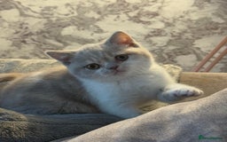 British Shorthair cats for sale: Kittens available to reserve  - Image 9