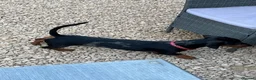 Dachshund dogs for sale: Beautiful tri coloured boy  - Advert 8