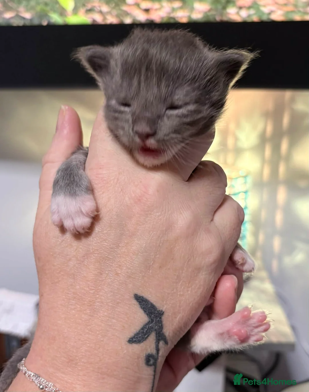 Maine Coon cats for sale: 6 lovely Maine coon kittens  - Advert 3