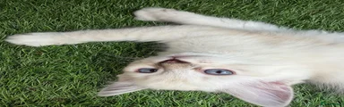Ragdoll 1 Ragdoll2 