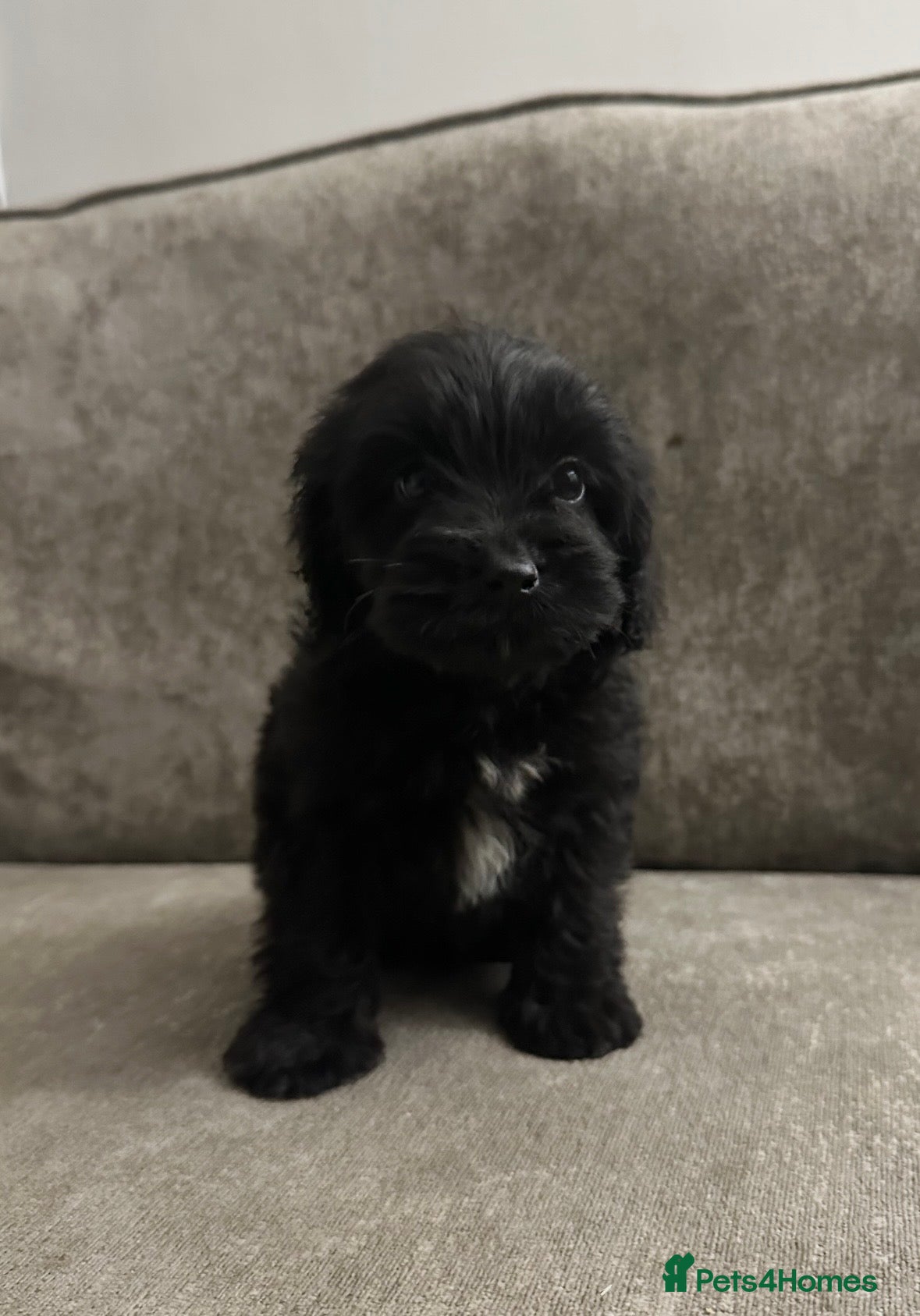 Cockapoo dogs Adorable Cockapoos’s looking for family homes - Advert 18