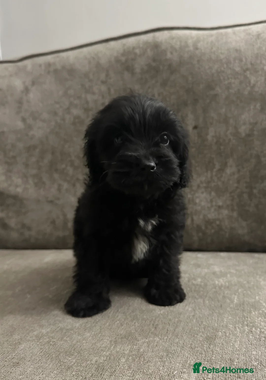 Cockapoo dogs for sale: Adorable Cockapoos’s looking for family homes - Advert 11