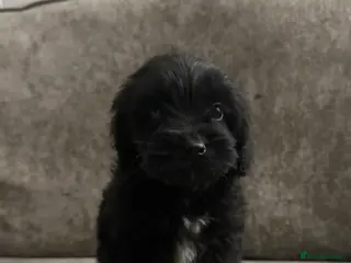 Cockapoo dogs Adorable Cockapoos’s looking for family homes - Advert 18