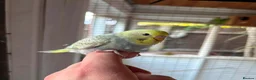 Budgerigars birds for sale: Baby and adult budgies  - Advert 4