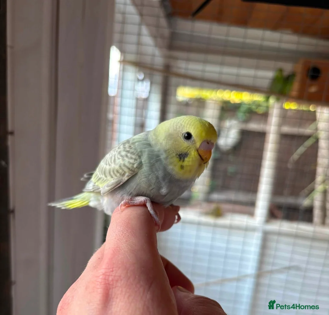Budgerigars birds for sale: Baby and adult budgies  - Advert 4