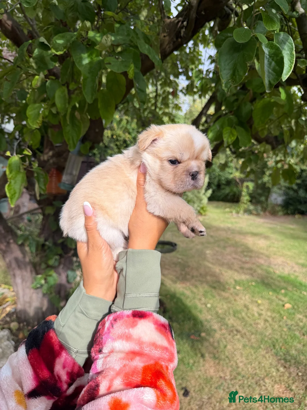 French Bulldog dogs for sale: Frenchie pups for sale in Maldon - Advert 27
