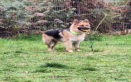 Mixed Breed dogs for sale: Drako 11 week old pup - Image 3