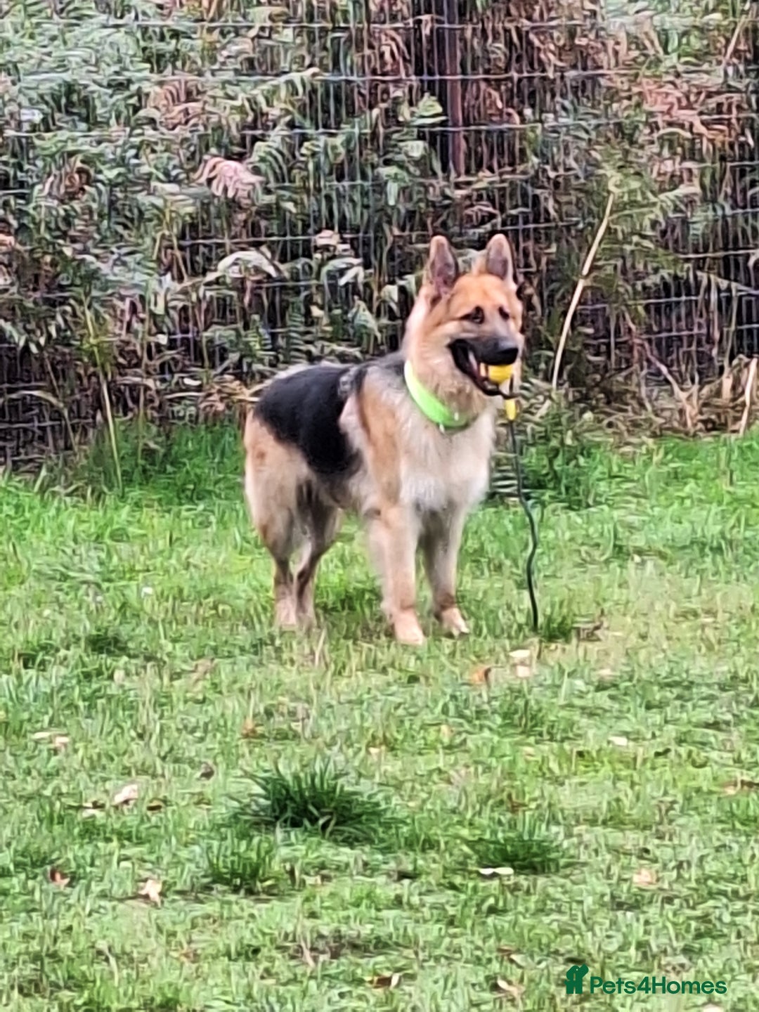 Mixed Breed dogs for sale: Drako 11 week old pup - Image 3