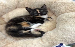 Mixed Breed cats for sale: FAMILY KITTYS  - Image 2