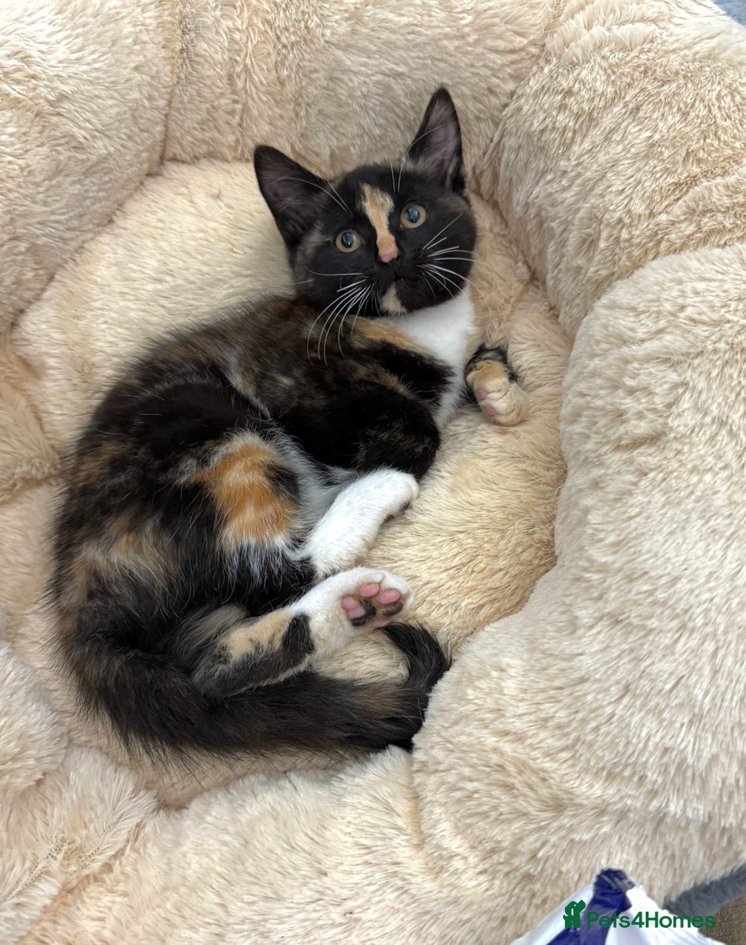 Mixed Breed cats for sale: FAMILY KITTYS  - Image 2