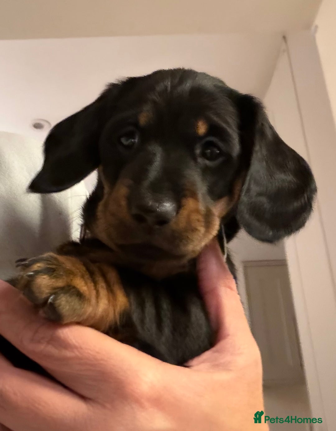 Dachshund dogs for sale: Beautiful Dachshund Puppies – KC Registered Lines - Advert 20