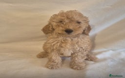 Cavapoo dogs for sale: Extensively Health Tested F1BB Cavapoo Puppies - Image 14