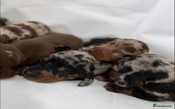 Dachshund dogs for sale: Dachshund Puppies  - Image 5
