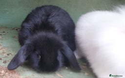 Mini Lion Lop rabbits for sale: Mini Lion Lops. - Image 8