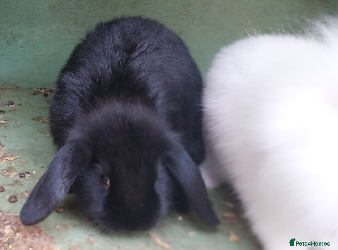 Mini Lion Lop rabbits for sale: Mini Lion Lops. - Image 8