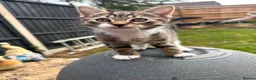 Mixed Breed cats for sale: Kittens ready for loving home 🩷 - Advert 5