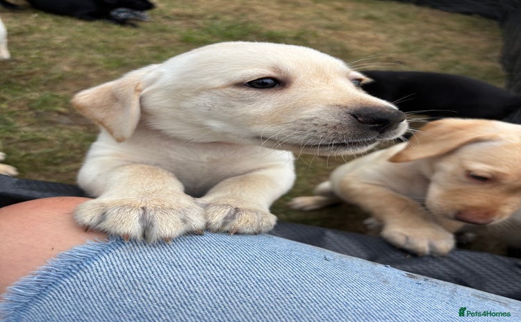 Labrador Retriever dogs in Rotherham - Advert 2