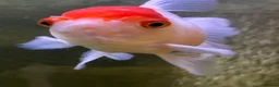 Goldfish fish for sale: Xl goldfish  - Advert 3