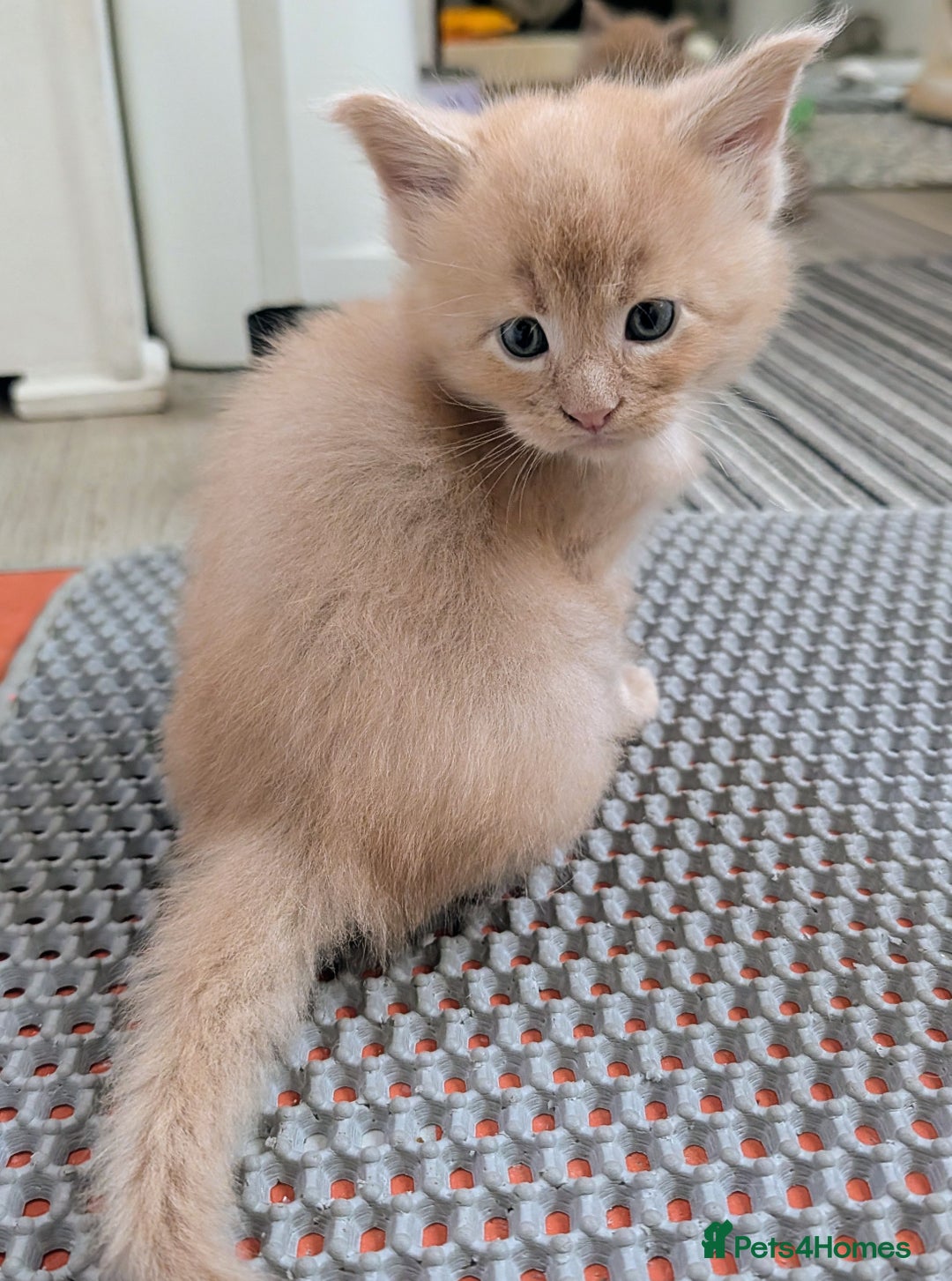 Maine Coon cats for sale: Beautiful Tica Registered Maine Coon Kittens  - Advert 32