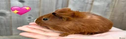 Guinea Pig rodents for sale: Baby Guinea Pigs for Sale  in Melton Mowbray - Advert 12