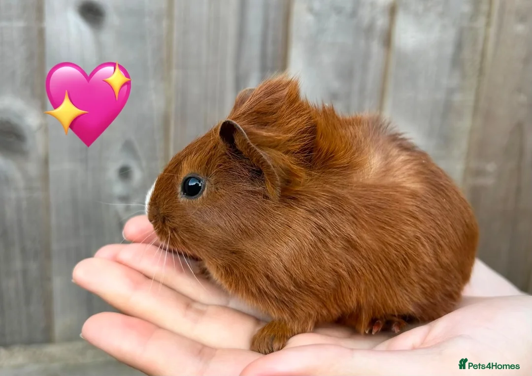 Guinea Pig rodents for sale: Baby Guinea Pigs for Sale  in Melton Mowbray - Advert 12