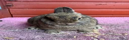 Netherland Dwarf rabbits for sale: Young Netherland Dwarfs - Advert 7