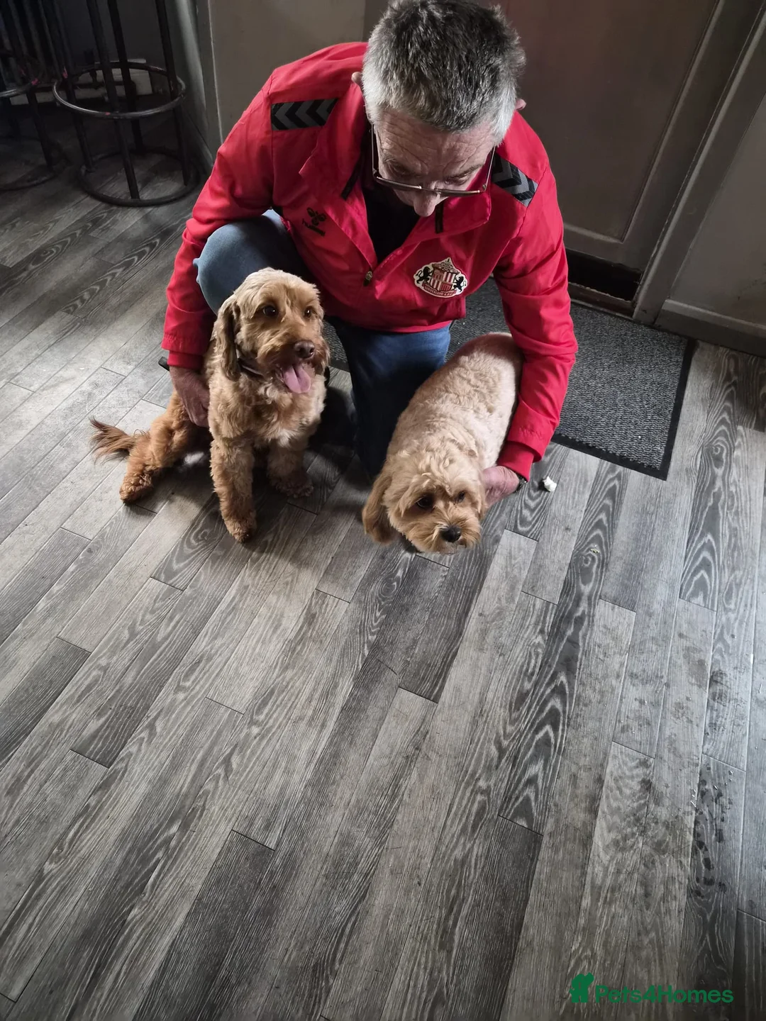Cavapoo dogs for sale: Patch - Advert 17