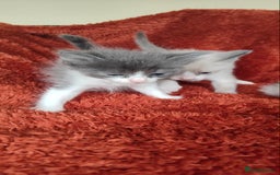 Mixed Breed cats for sale: Ragdoll X russian blue kittens - Image 4