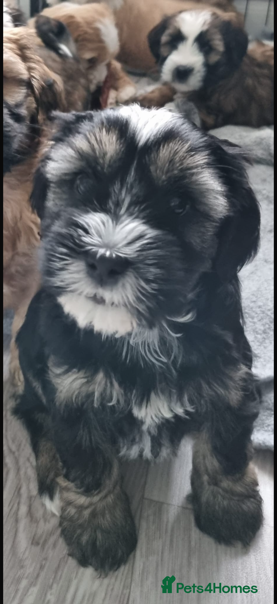 Tibetan Terrier dogs Last  BOY Stunning Tibetan Terrier Puppies ! - Advert 1