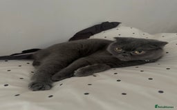 Scottish Fold cats for sale: A lovely Scottish fold cat - Image 5