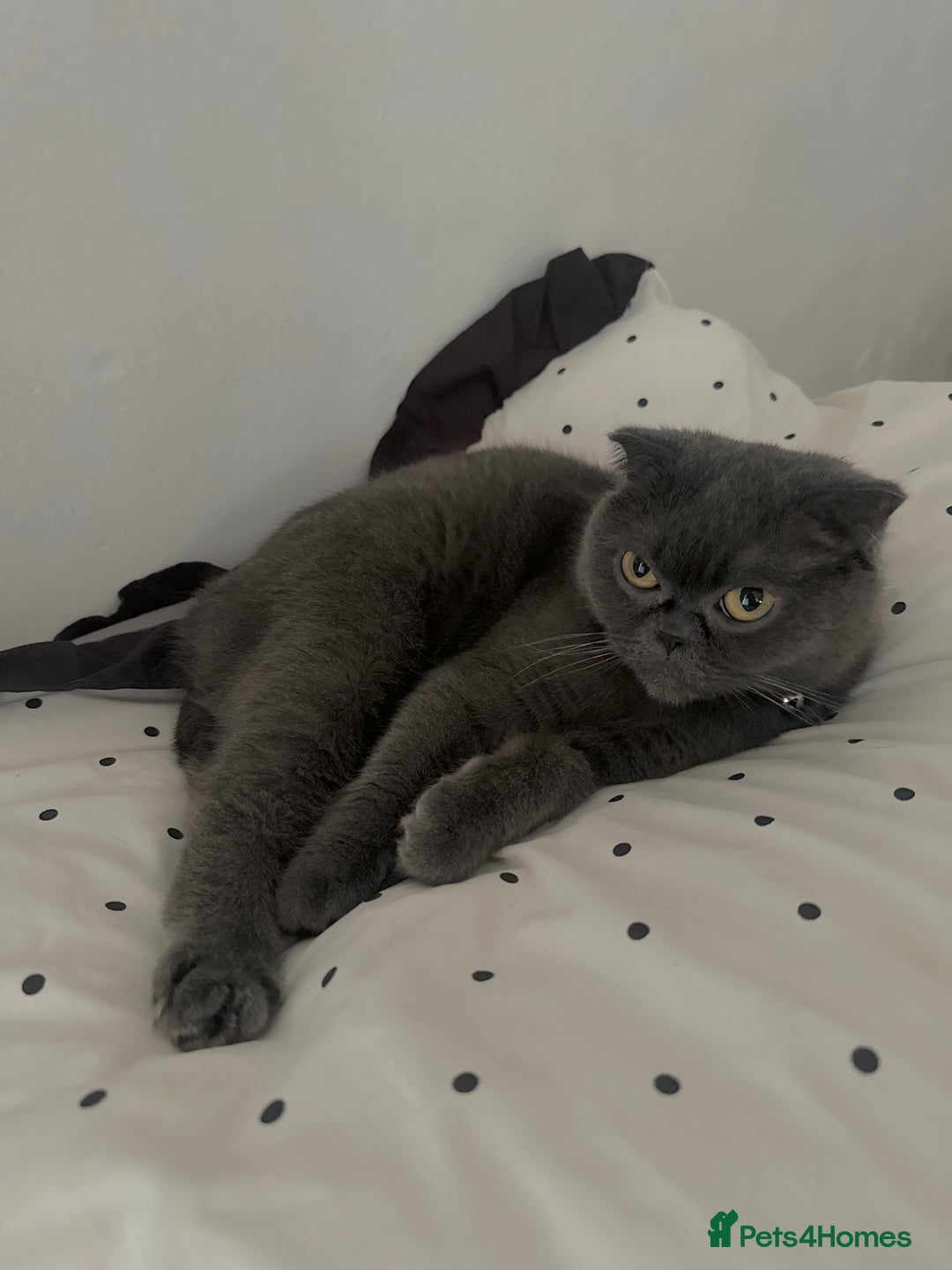 Scottish Fold cats for sale: A lovely Scottish fold cat - Image 5
