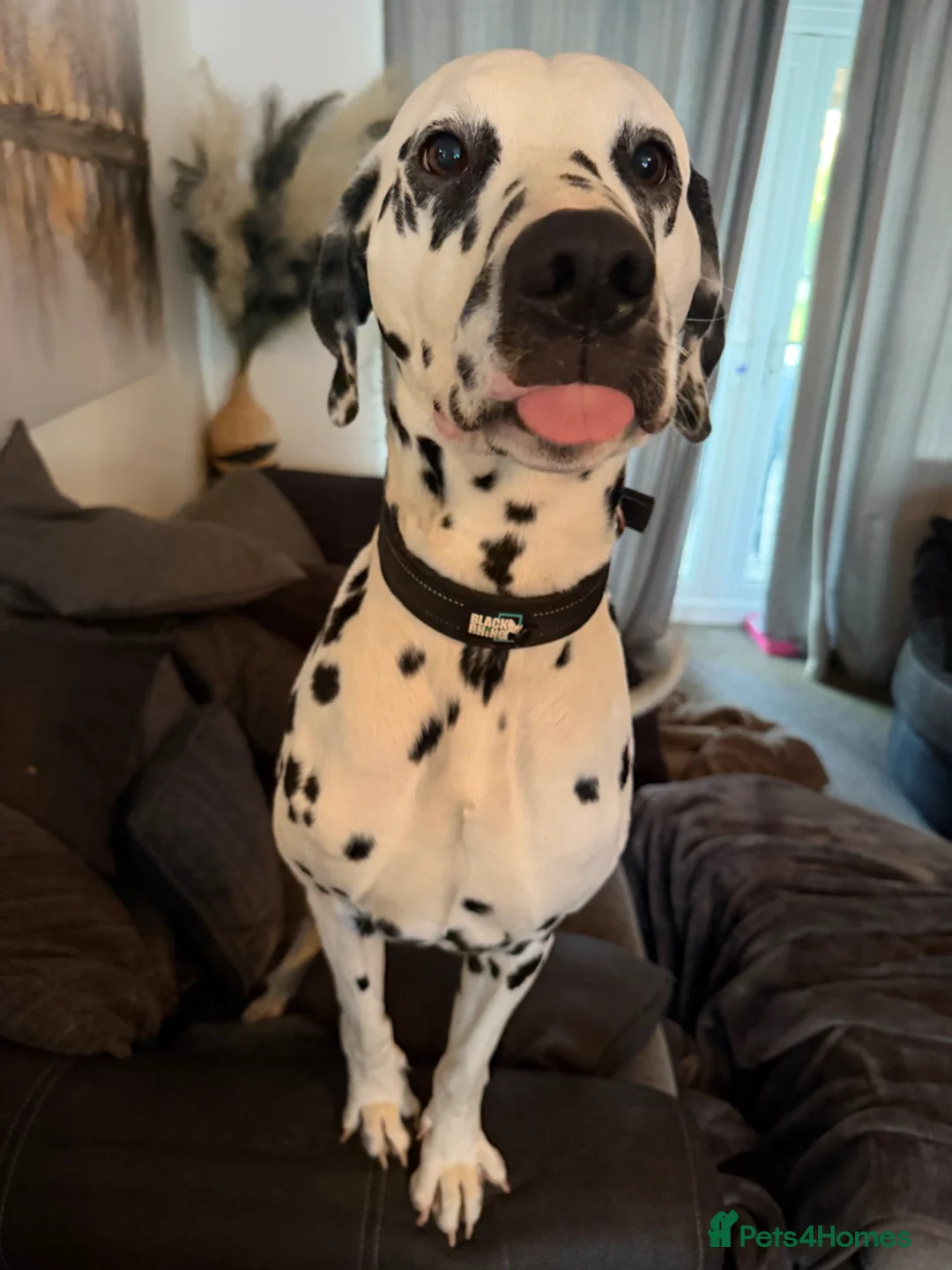 Dalmatian dogs for sale: Beautiful 2-Year-Old Male Dalmatian  - Advert 1