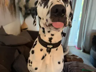 Dalmatian dogs Beautiful 2-Year-Old Male Dalmatian - Advert 1