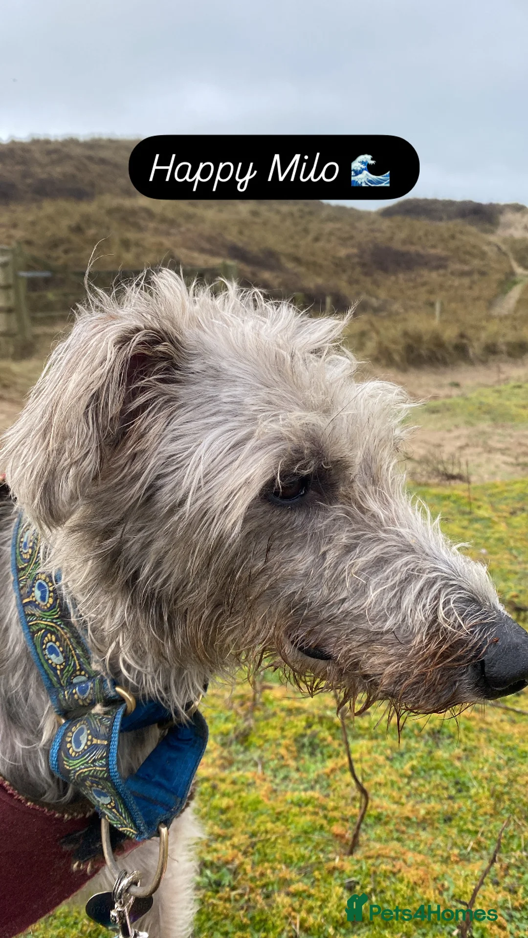 Mixed Breed dogs for sale: Beautiful Lurcher 9 years old  in Taunton - Advert 8