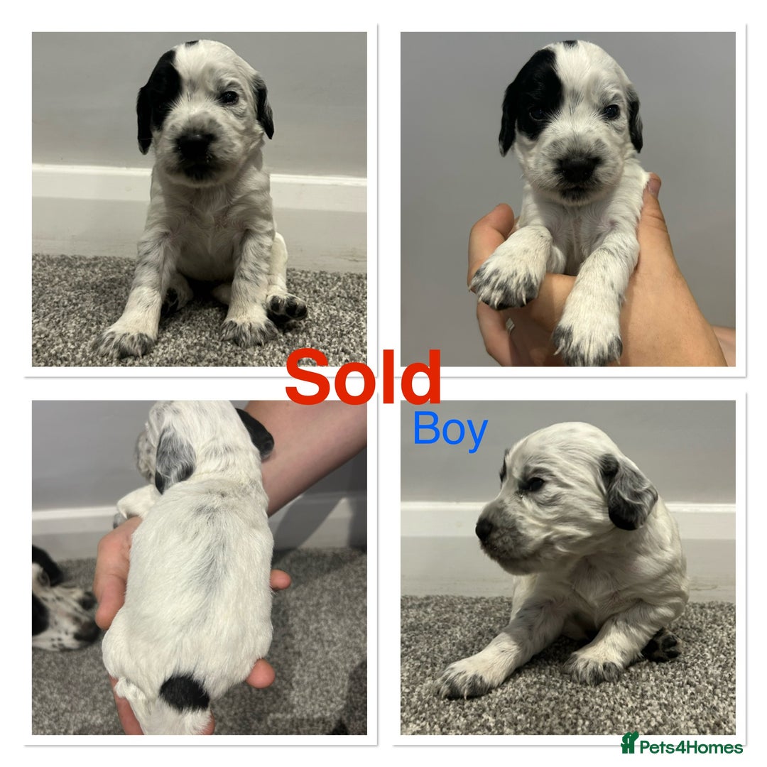 Cocker Spaniel dogs for sale: KC Working Cocker Spaniel Puppies - Image 4