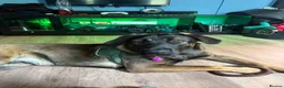 Mixed Breed dogs for sale: Cali  - Advert 1