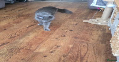 Mixed Breed cats - Advert 14