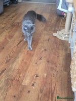 Mixed Breed cats - Advert 14