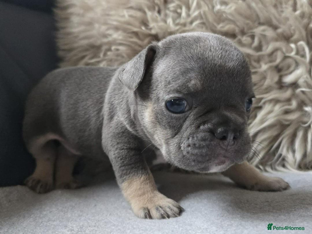 French Bulldog dogs for sale: Stunning French Bulldog Puppies  - Advert 6