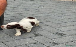 Cocker Spaniel dogs for sale: 7 pups 4 girls 3 boys  - Image 38
