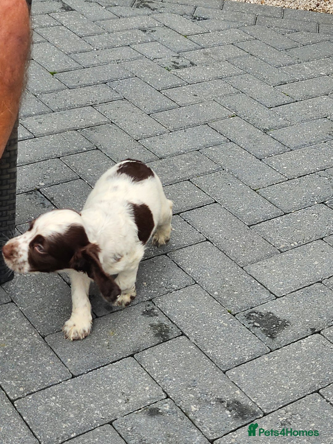 Cocker Spaniel dogs for sale: 7 pups 4 girls 3 boys  - Image 38