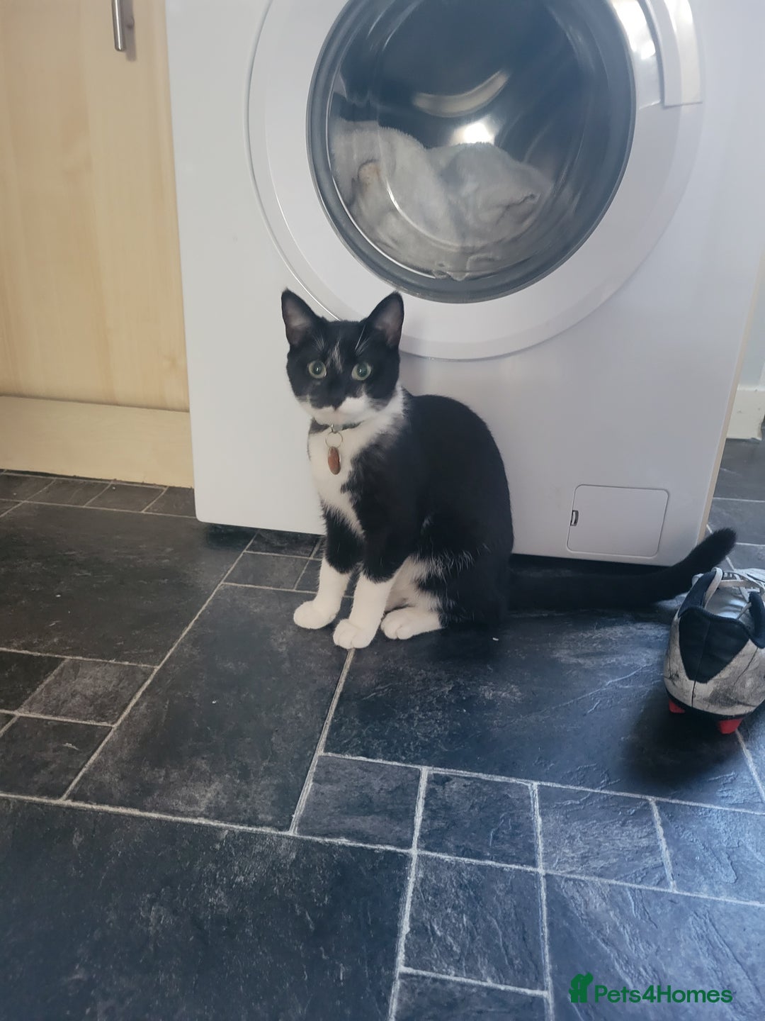 Mixed Breed cats for sale: Friendly girl - Image 11