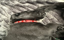 Cane Corso dogs for sale: Cane corso pups - Image 8