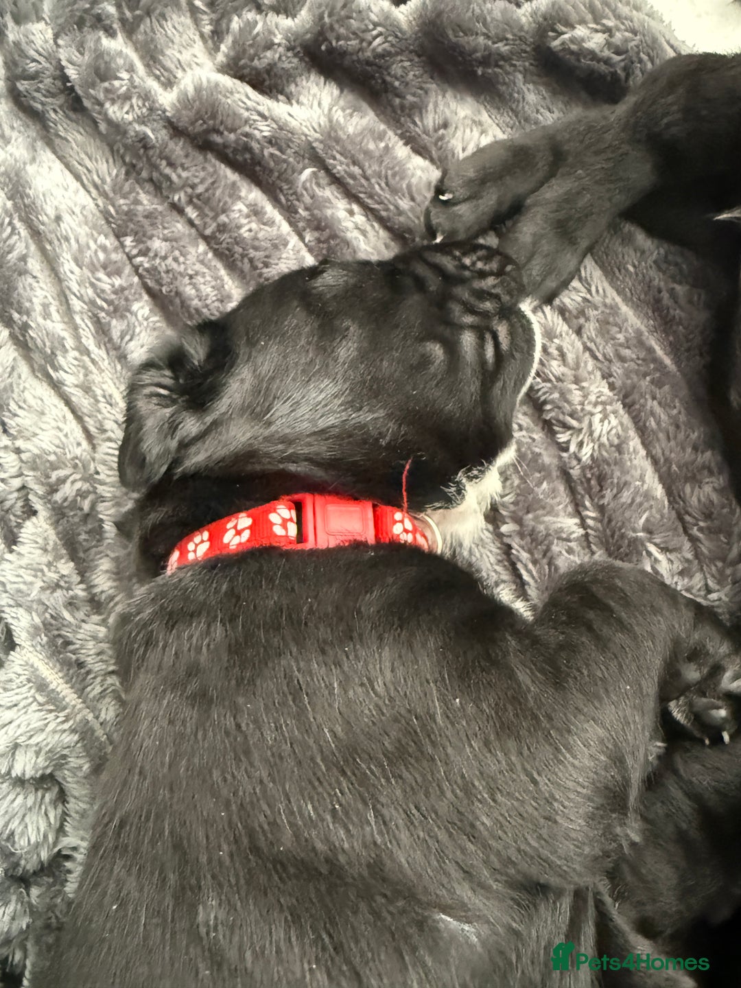 Cane Corso dogs for sale: Cane corso pups - Image 8