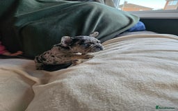 French Bulldog dogs for sale: frenchie pups merle ready now - Image 5