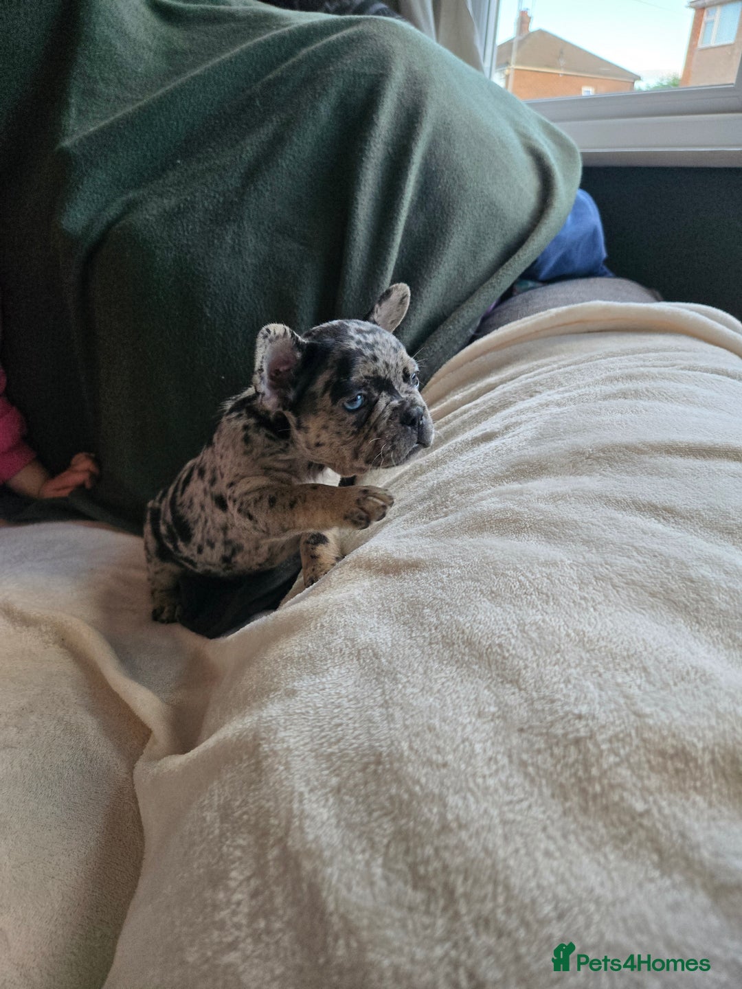French Bulldog dogs for sale: frenchie pups merle ready now - Image 5