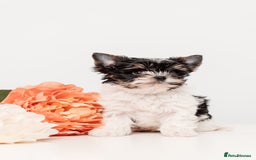 Biewer Terrier dogs for sale: Pure breed Biewer Terrier puppies 4 Generation  - Advert 15