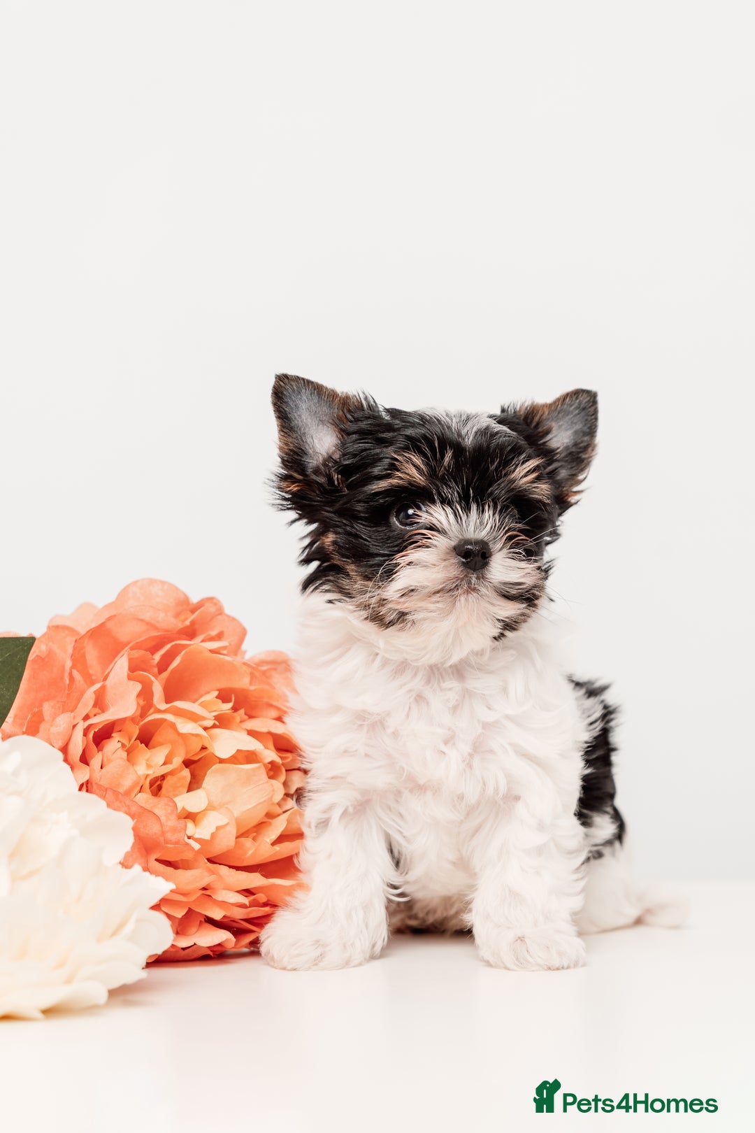 Biewer Terrier dogs for sale: Pure breed Biewer Terrier puppies 4 Generation  - Advert 15