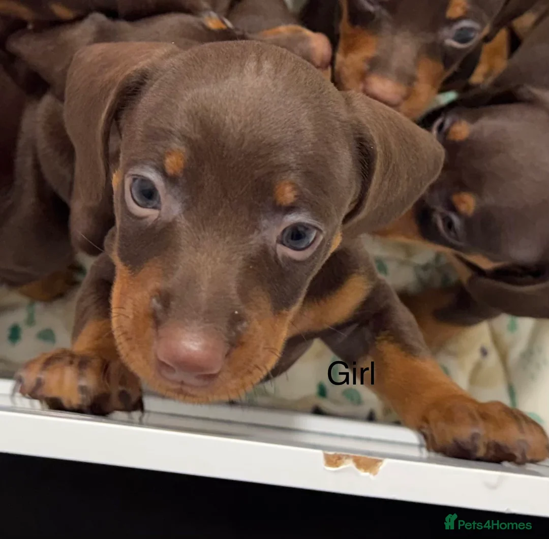 Miniature Dachshund dogs for sale: Miniature dachund puppies smooth hair  - Advert 13
